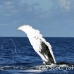 whale_humpback_h_00647_dom2711.jpg